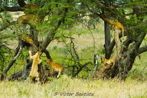 Parque Nacional Serengeti